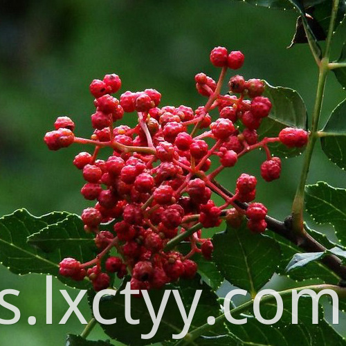 sichuan pepper red tea